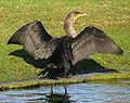 Corvo mariño de crista dupla, Phalacrocorax auritus, especie norteamericana e das Antillas, pousado secando as ás.