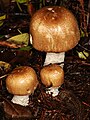 Agaricus augustus