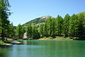 Temperate pine forests of Monte Cimone, Italy