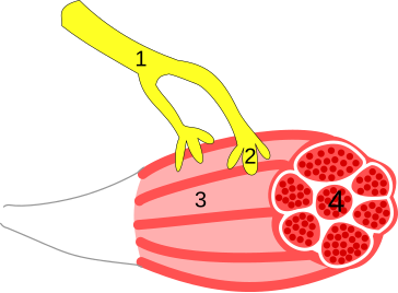 File:Neuromuscular.svg