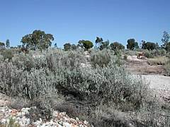 Atriplex nummularia