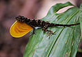 Many-scaled anole displaying a large yellow dewlap