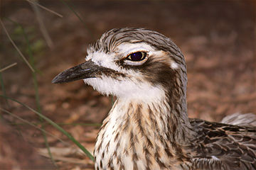 Adult facial markings