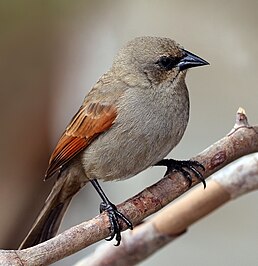 Вашер рудокрилий (Agelaioides badius)