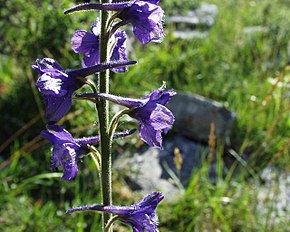 <center>Delphinium fissum</center>