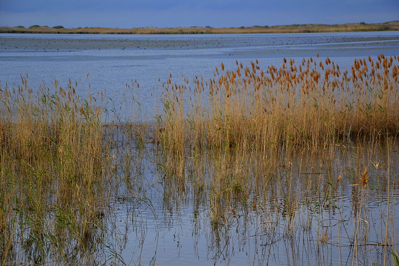 File:Delta de l'Ebre - 4.jpg