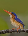 55 Príncipe malachite kingfisher (Corythornis cristatus nais) uploaded by Charlesjsharp, nominated by Charlesjsharp,  16,  0,  1