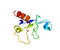 Muscleblind-like splicing regulator 1