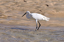 Fuerteventura, Canary Islands, Spain