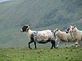 Thumbnail for File:Multi-coloured sheep - geograph.org.uk - 1941452.jpg