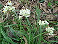 Allium subvillosum