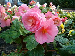 Begonia ×tuberhybrida.