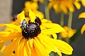 Rudbeckia hirta with bee