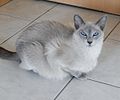 Semi-longhaired blue mink