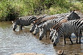 Böhm-Zebras (Equus quagga boehmi), Serengeti National Park, Tanzania