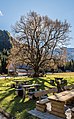 English: Old tilia at the Bodenbauer Deutsch: Alte Linde beim Bodenbauer