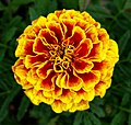 Fransuz Marigoldi - Tagetes patula