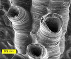 Imaxe de MEV dun hedereloide do Devoniano de Míchigan (o diámetro do tubo máis grande é de 0,75 mm). O MEV utilízase amplamente para captar imaxes detalladas de micro e macrofósiles.