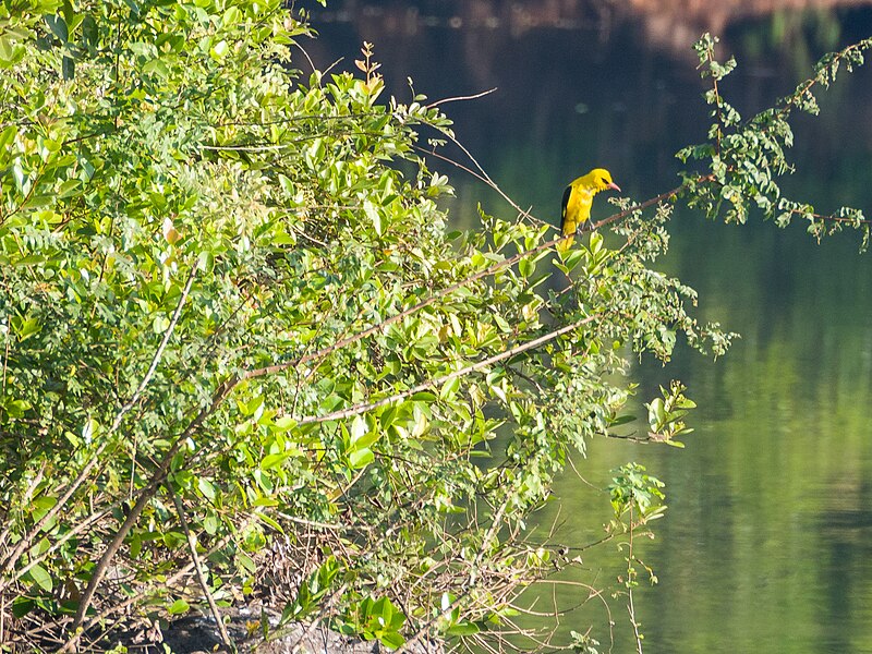 File:Indian Golden Oriole (32301901147).jpg