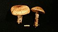 !!Lepiota ochraceofulva!!