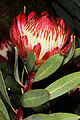 Protea glabra