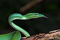 Image 32Asian vine snake Ahaetulla prasina. This snake has a wide distribution in Asia. It feeds on small reptiles and amphibians, particularly lizards and tree frogs. Adults may attain 1.8 m (6 feet) in total length, with a tail 0.6 m (2 feet) long. Its appearance is very much like those of South American vine snakes. It is a rear-fanged species and is mildly venomous but is not considered a threat to humans.