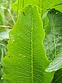 Leaf, Poland