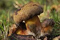 Boletus pulverulentus