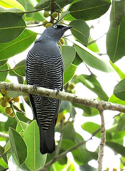 Hinn röndótti gauksvarri (Coracina lineata)