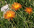 Kultakeltto (Crepis aurea)