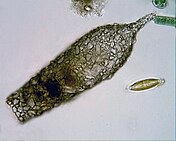 Shell of the testate amoeba Cylindrifflugia acuminata