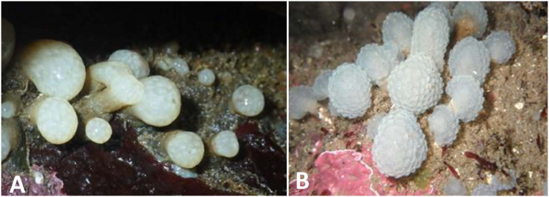 File:Eudistoma okai (10.12782-specdiv.29.1) Figure 2.png