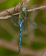 Anax imperator – Männchen