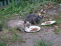 Korat cat and Siamese cat Blue point