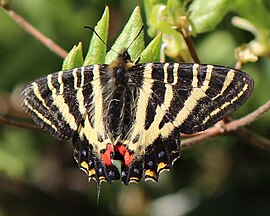 コバノミツバツツジに留まるギフチョウ