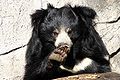 Sloth bear