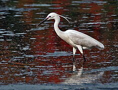 Kolkata, West Bengal, India