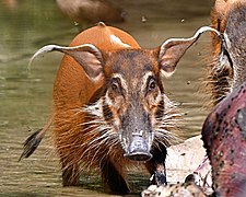 Potamochoerus porcus otomops 1 cropped.jpg