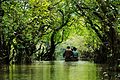 Ratargul Swamp Forest