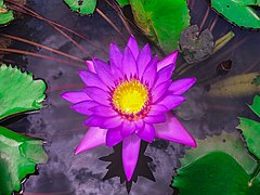 Water lily in Sri Lnaka.jpg