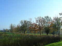 2007-11-02 143957 CH 9923 - Altenrhein Baumallee.jpg