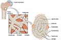 Estructura del hueso esponjoso