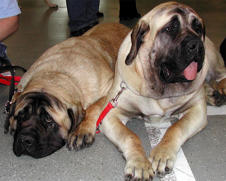 File:Mastiff1.jpg