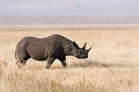 Ngorongoro Spitzmaulnashorn.jpg