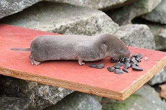 Une sorte de souris grise à queue très courte et au museau rond qui s'approche d'une graine