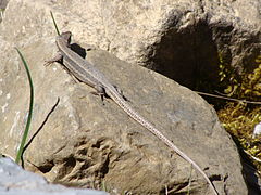 Lézard