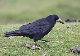 Gralla grande (Corvus frugilegus)