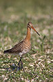 Limosa limosa