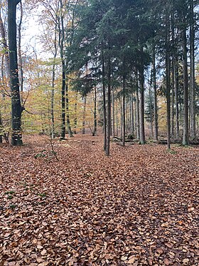 Image illustrative de l’article Forêt de Haguenau