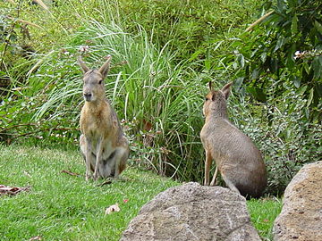 A pair of Patagonian maras at the Melbourne Zoo